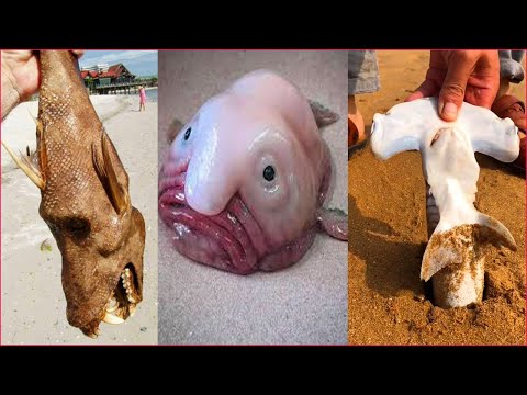 Catching Seafood 🦀🐙 Deep Sea Octopus (Catch Crab, Catch Fish) - Tik Tok #57