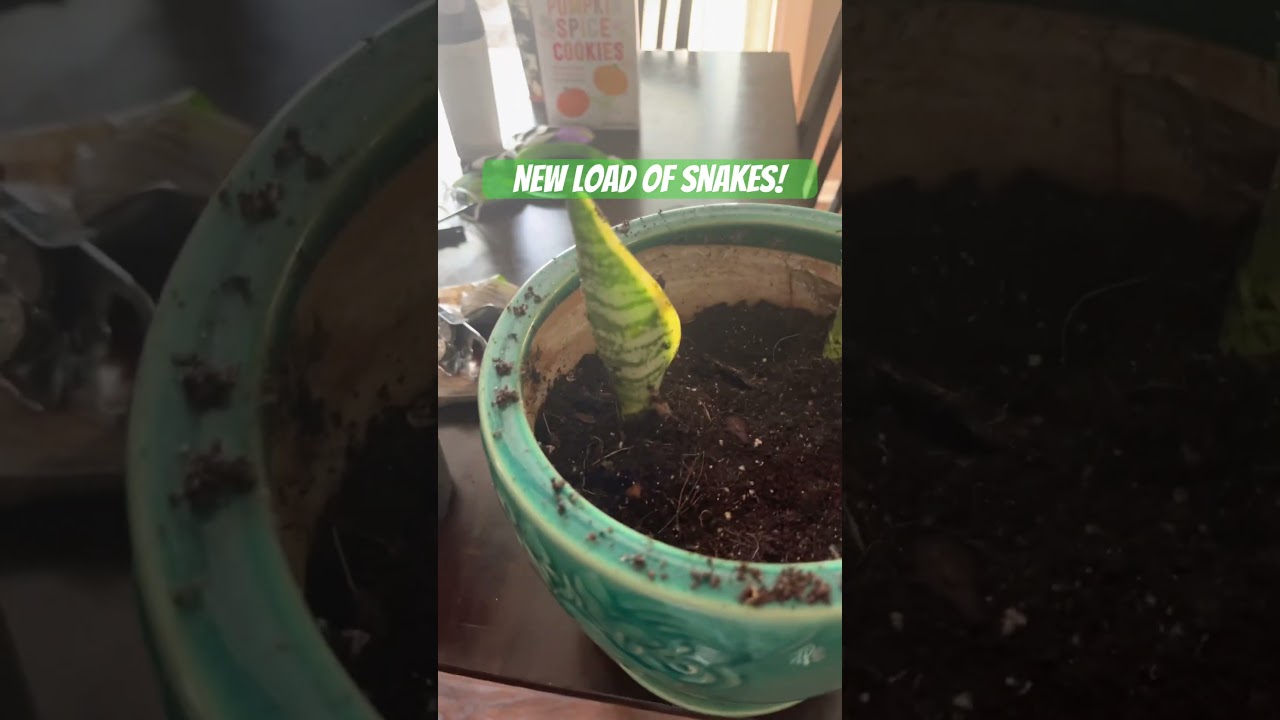 #ihavethisthingwithplants