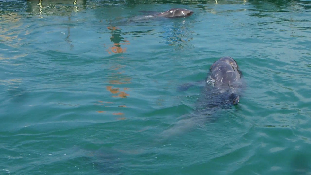 太地町 くじら浜海水浴場 クジラ遊泳 Youtube