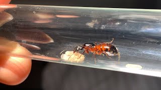 Рассказываю о Camponotus barbaricus