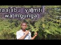MAAJABU MAKUBWA YA MTI HUU WA MGUNGA KATIKA TIBA ONA UNAVYO TIBU