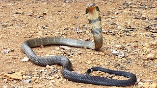 Cobra Snake, King Cobra, King Cobra Snake,