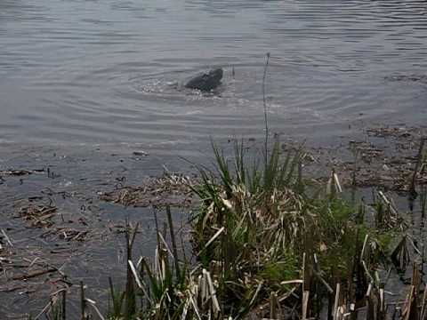 Two MASSIVE snapping turtles fighting over a mate