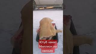 Ютуб Канал‼️ Миллион На Свиньях ‼️