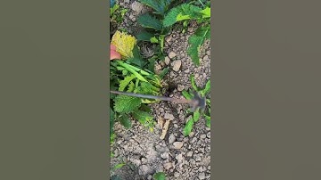 The process of digging Yukina with a hook- Good tools and machinery can increase work efficiency