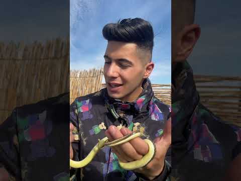 أصغر ثعبان سام ولكن سمه ضعيف السميه مرعب جدا