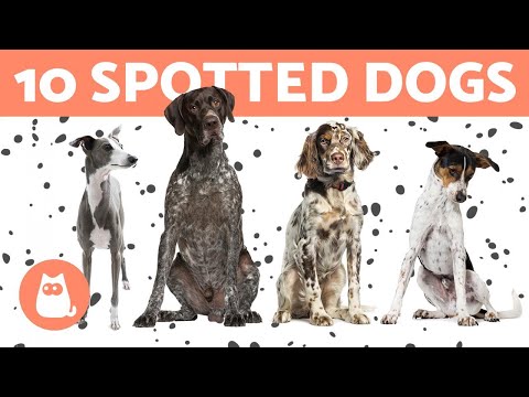 10 SPOTTED DOG BREEDS 🐶 Popular Dogs with Spots