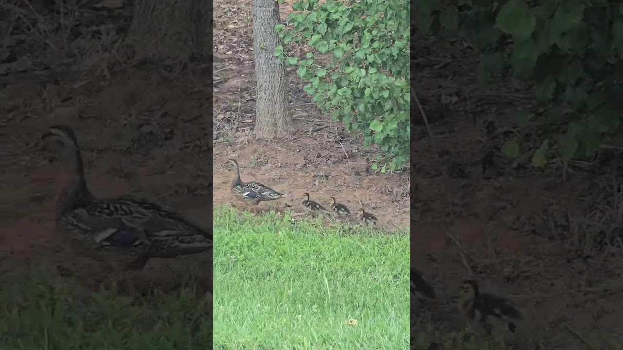 Mom duck and her baby ducks - YouTube