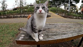 【朗報】美しいサバシロ猫が保護されました