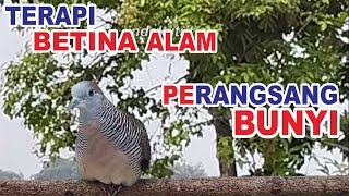 Perkutut BETINA memanggil jantan bikin cepat NYAUT