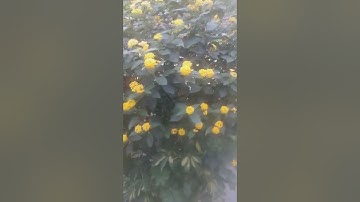 10 آيات فقط تعصمك من الدجال " من حفظ عشر آيات من أول سورة الكهف عصم من الدجال " صحيح مسلم .
