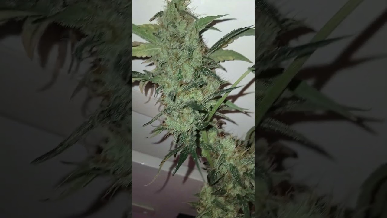 GLUE GELATO BARNEYSFARM BLOOMPHASE WEEK 6/7 1200W FULLSPECTRUM 5W SAMSUNG CHIPS INSTALLED