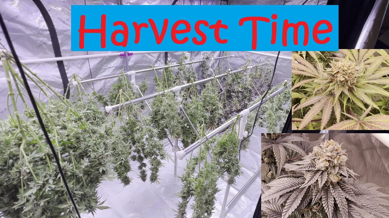 HARVEST TIME - Ethos Cherry Gar-See-Ya, Planet of the Grapes, W.Widow, Skywalker + Zweet -Optic LEDs