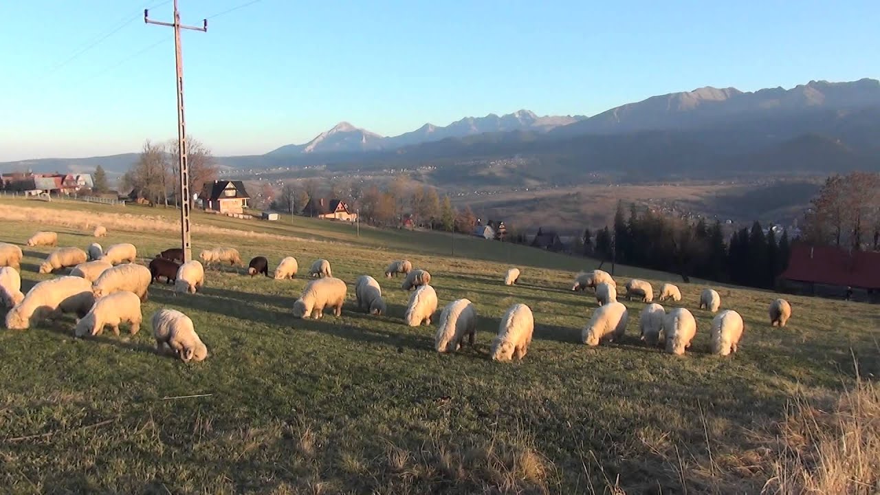 Ząb - Wypas owiec - 2013.10.31 - 16:47