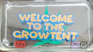 Planting New Seeds W/ WTTGT