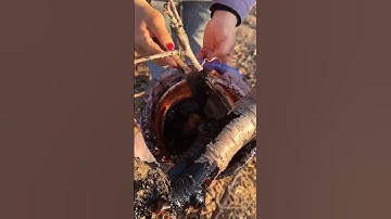 Smart Tapping Technique rubber sap #shorts