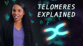 What are telomeres and how do they protect our cells?