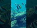Butterfly fish.  #underwater #snorkeling #animals #butterflyfish #choolingkabouba #tropical #shorts