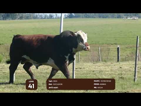 LOTE 41 MACHO