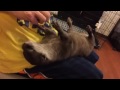 カワウソ劇場 究極の甘えん坊(⊙⊙)!!!