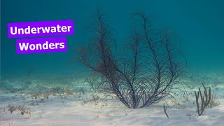 Bahamas Reef Fish ID: Parrotfish & More! 🐟