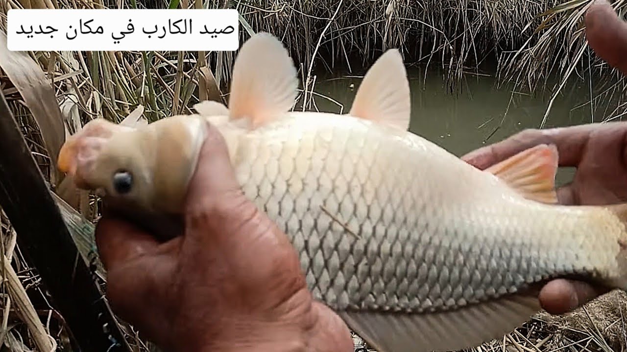 صيد وحوش الكارب بالطعم الجديد