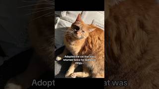 #cat #allergyfree #catallergies #catowners #cattok #catmom #allergies