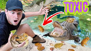 Removing Thousands Of Toxic Toads From Alligator Pond ! What Happens ?!