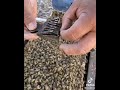 كيفيه تنزيل طرد من علي غصن الشجره