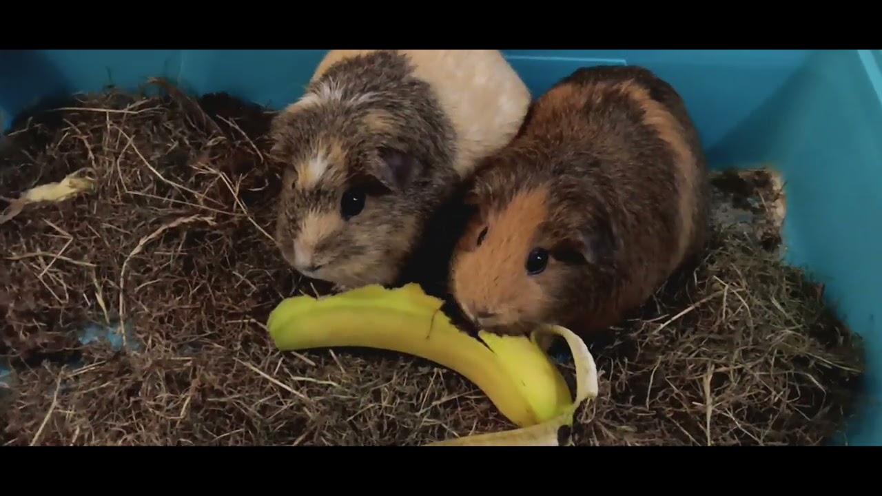 Two Guinea pigs enjoying banana peel YouTube