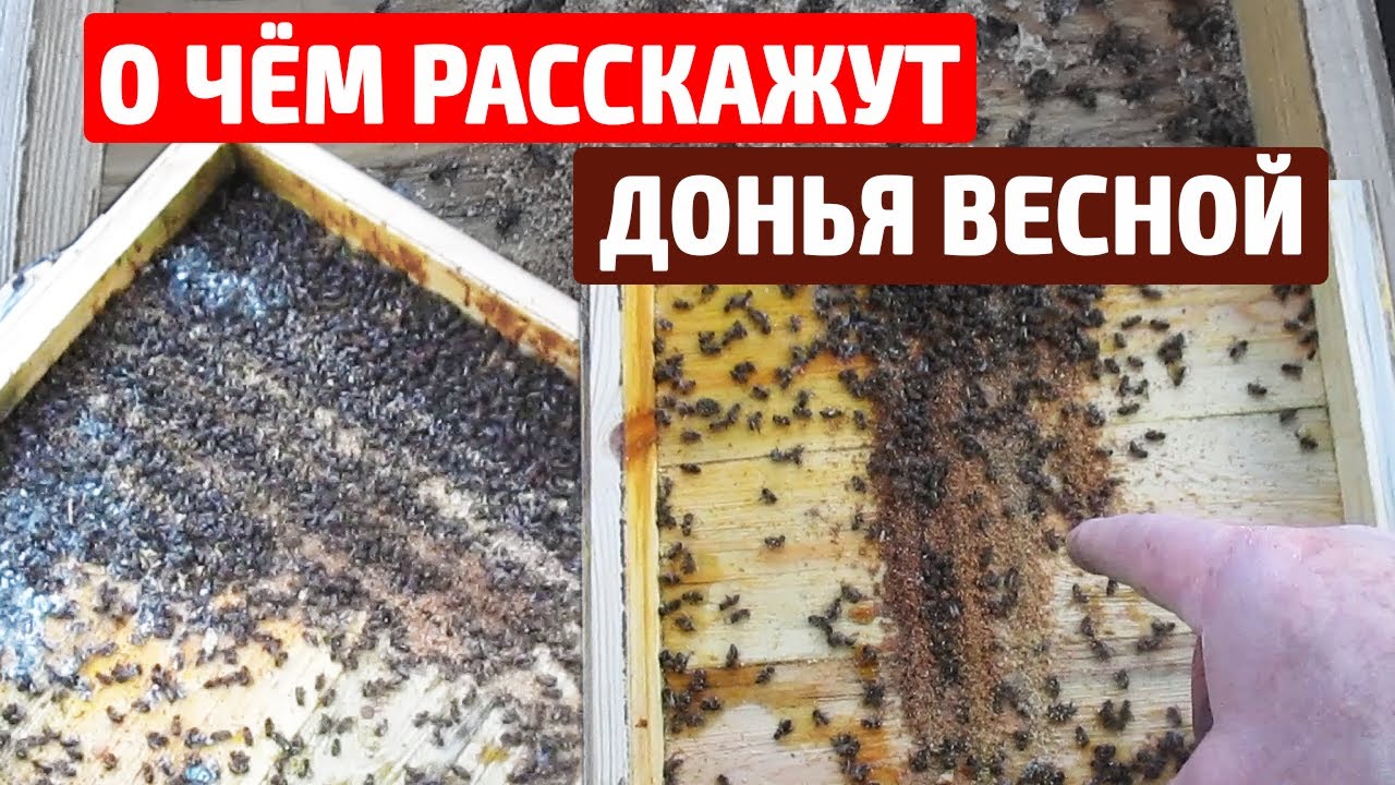 Сколько бывает подмора Весенние работы на пасеке Подмор пчел - YouTube