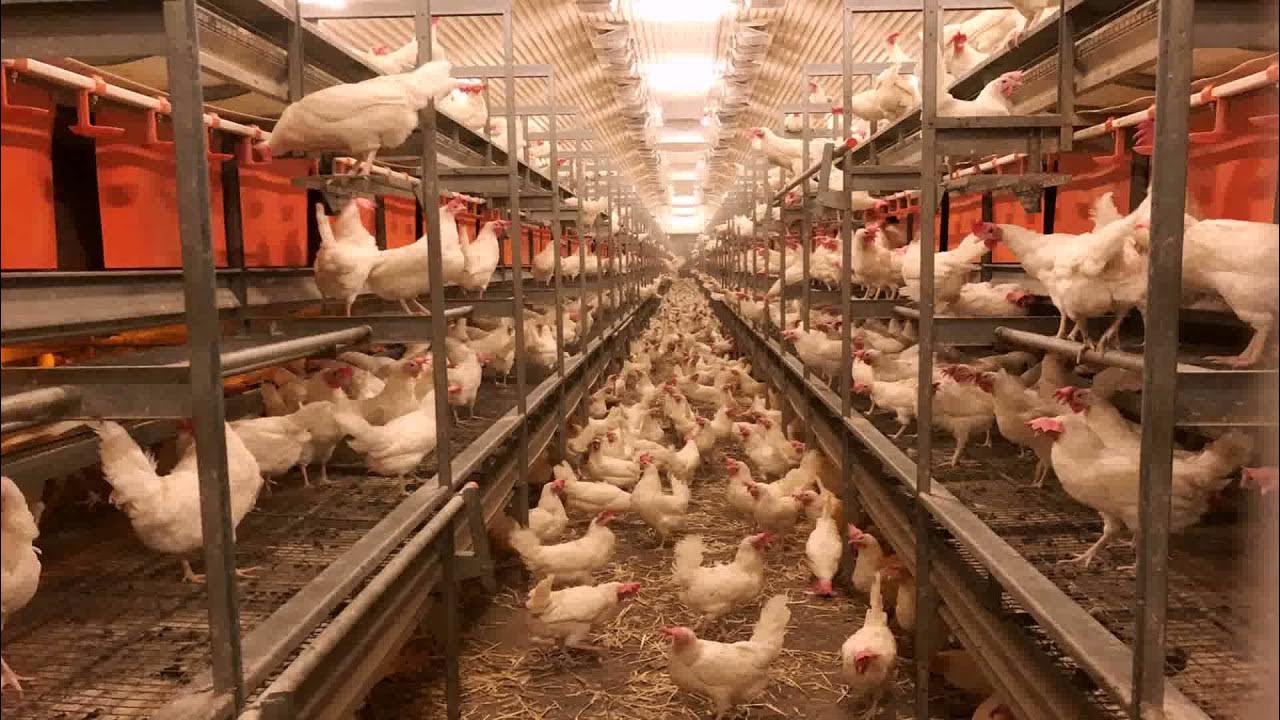Tunnel Ventilated Poultry House Design Philippines YouTube
