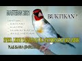 Masteran Burung Roll Speed Tajam Kasar Suara Gemericik Air Mp3 - Mp4 Download