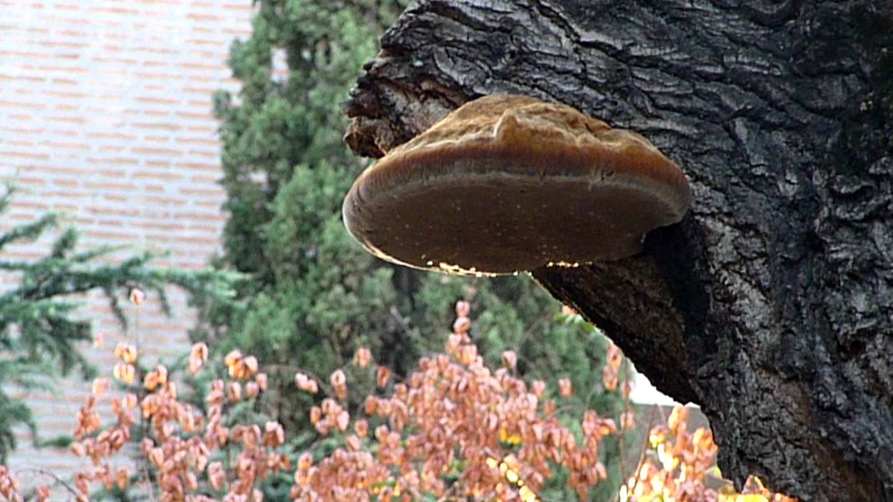 Strange Spanish Fungus Youtube