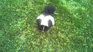 rabid skunk