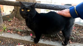 柵の外にいた黒猫がこっちにモフられに来た
