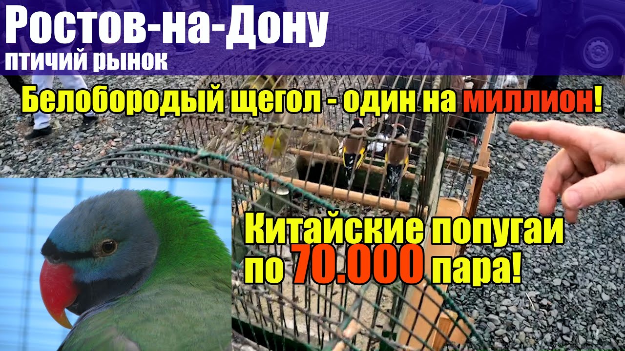 70000 за пару попугаев! Птичий рынок. Ростов-на-Дону. Животные. [20.02.2022]