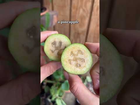 Video: Exotisk och hälsosam feijoa-frukt