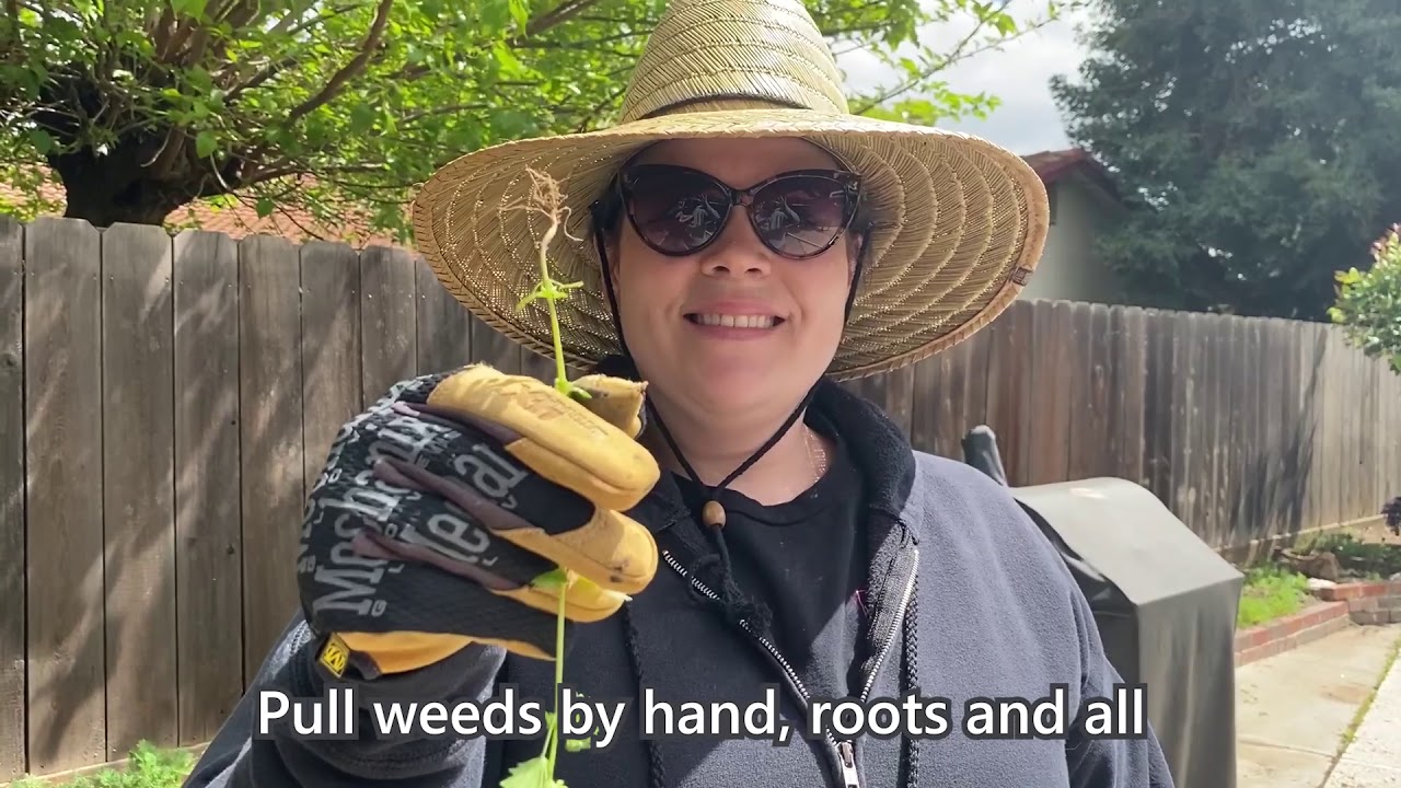 Tips to Prevent Pests Around Your Home Without Pesticides