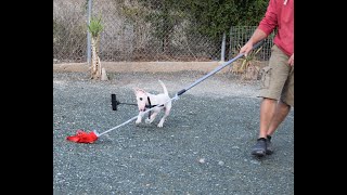 Bull Terrier puppy!Funniest flirt pole training ever!