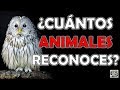 ¿Cuántos "ANIMALES" Reconoces? Test/Trivial/Quiz