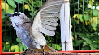 Suara Burung TRUCUKAN gacor TARUNG ROPEL PANJANG pancingan trucukan agar JADI trucuk gacor EMOSI