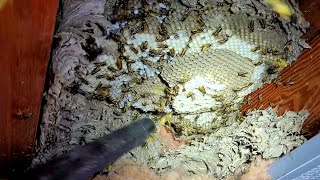 MASSIVE Yellow Jackets WASP Nest in Basement Ceiling | Wasp INFESTATION Removal!