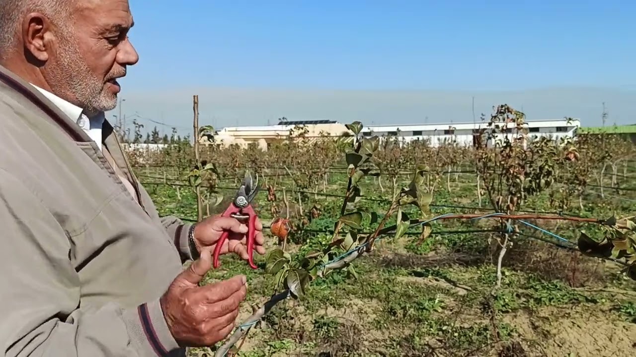 الجزء 2 حول النصائح المهمة في تقليم شجرة الإجاص المعرش المكثف بعمر سنتين williams