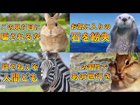 【総集編】アホな動物達とあなたの知らない世界