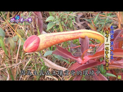 【柬埔寨】一柱擎天 滿山滿谷陽具花花園 ｜《世界第一等》705集精華版 #好家在我在家