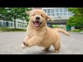 Funniest &amp; Cutest Golden Retriever Puppies #2 - Funny Puppy Videos 2023