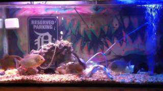 Piranha Fight