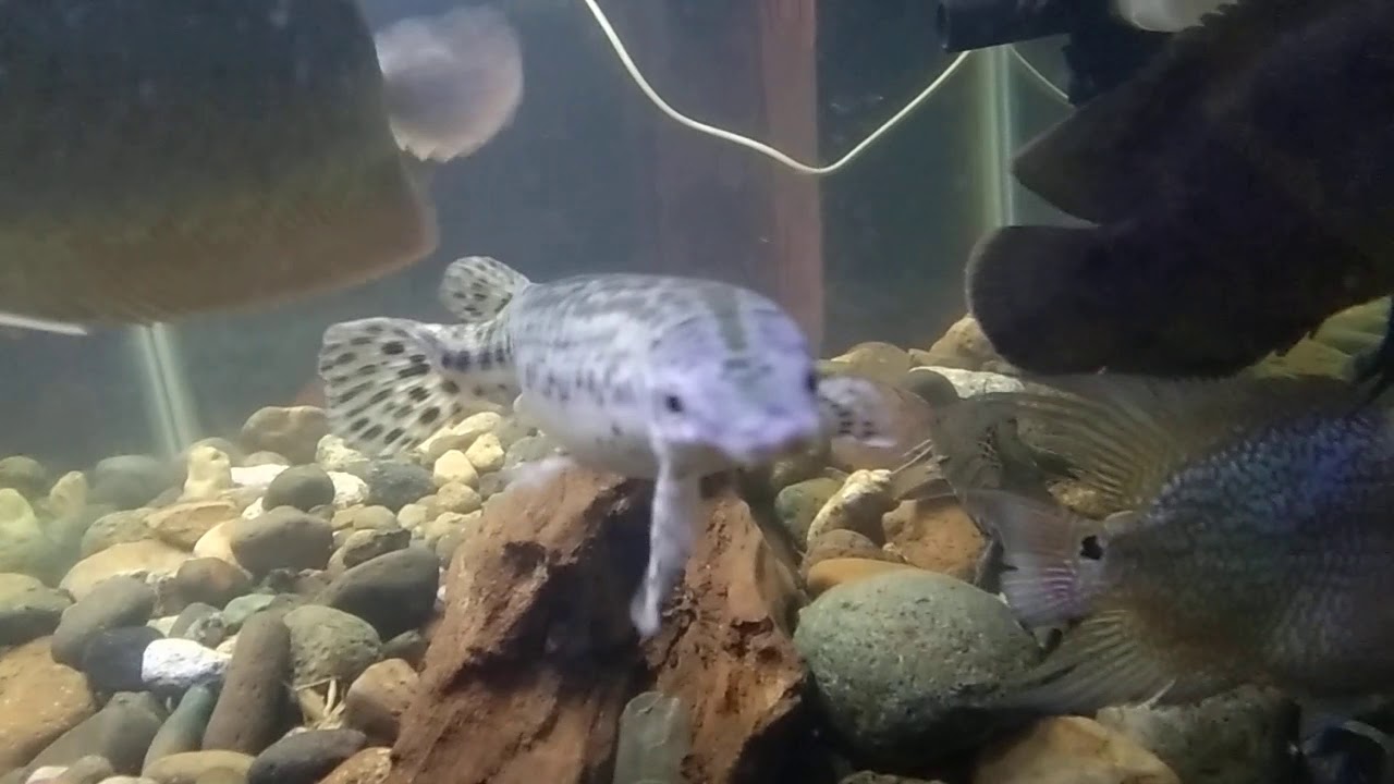 Ikan aligator