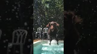 Dog (Buster) Leaps Directly At Camera In Pool (Slo Mo)